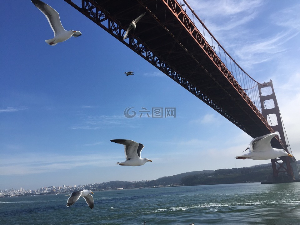 金门大桥,美国,海鸥