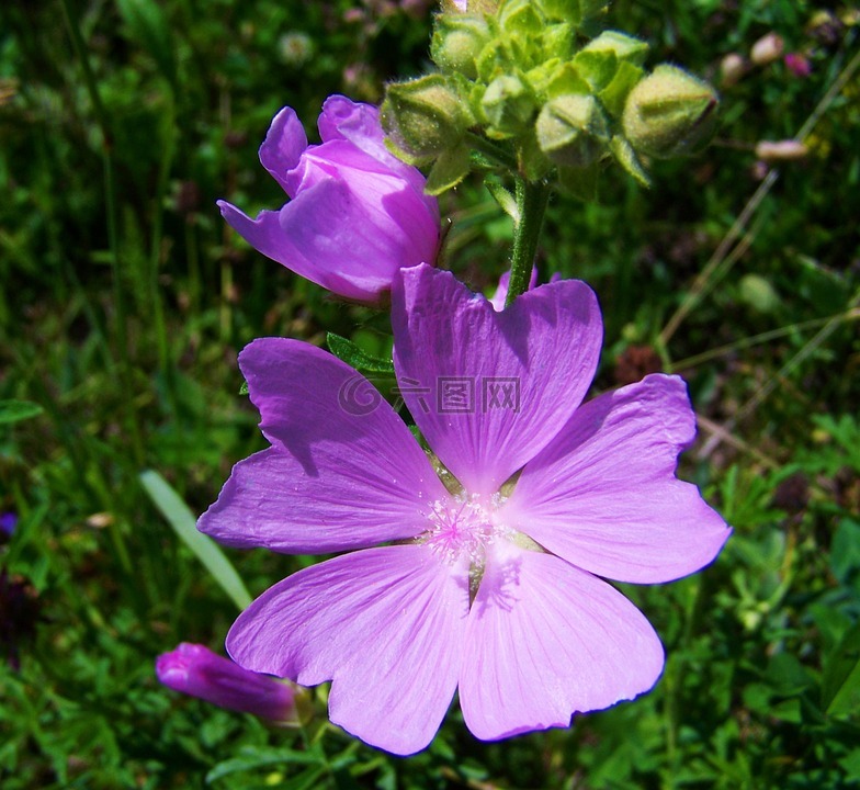 紫丁香,草甸花,夏季野花