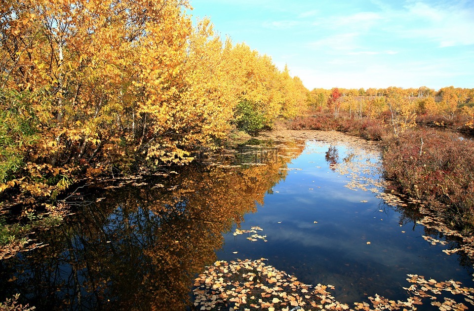 秋季,飘零的落叶,湖