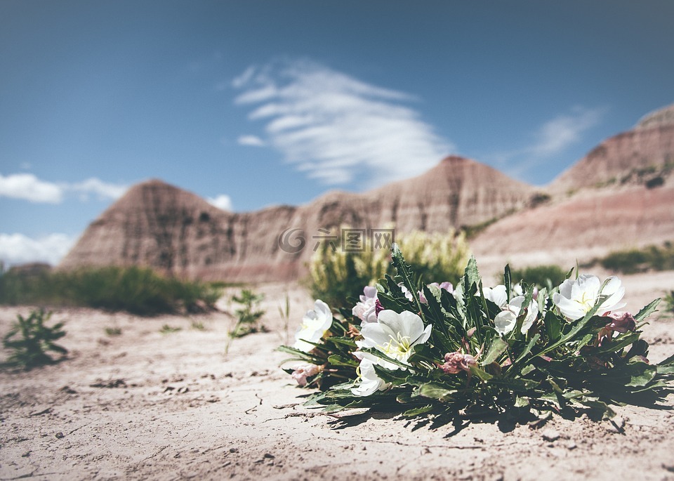 盛开,开花,沙漠
