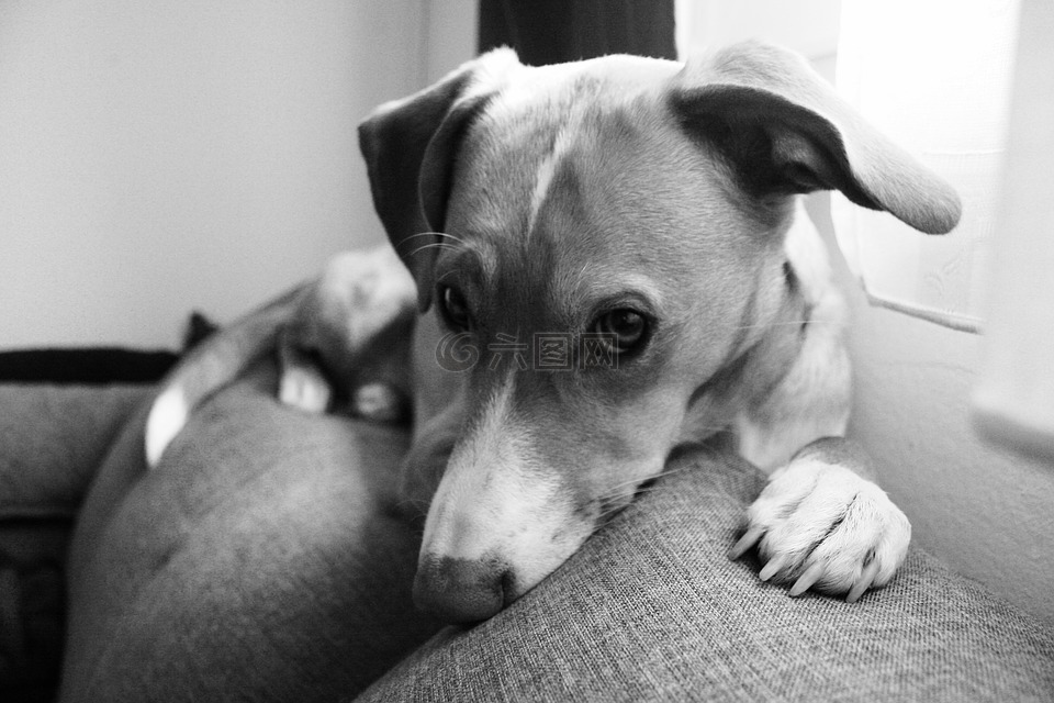 狗,狗的生活,狗躺在沙发上