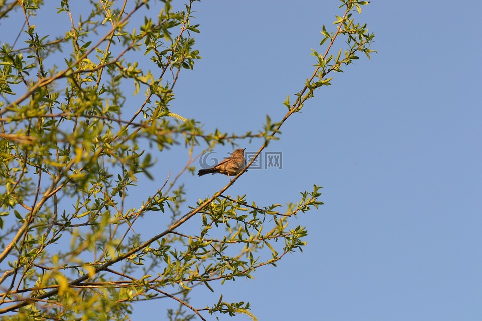 鸟,dunnock,树