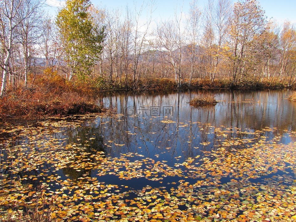 秋季,飘零的落叶,湖