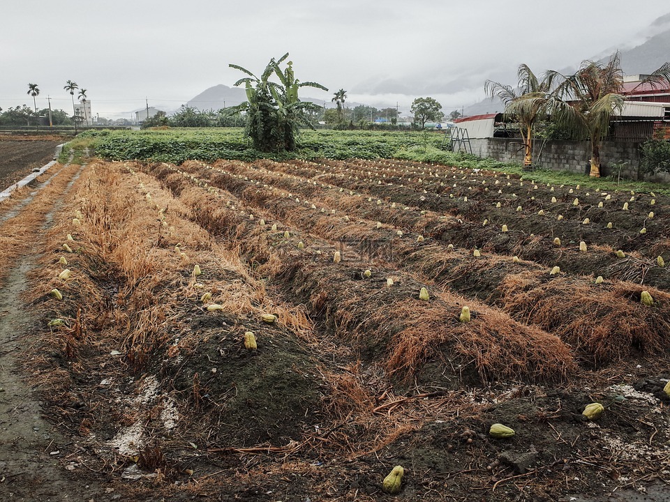 chayote,田,西洋瓜