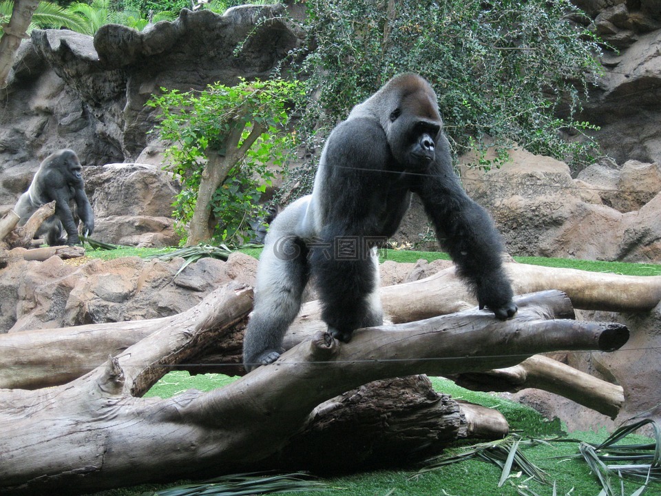大猩猩,银背,动物园