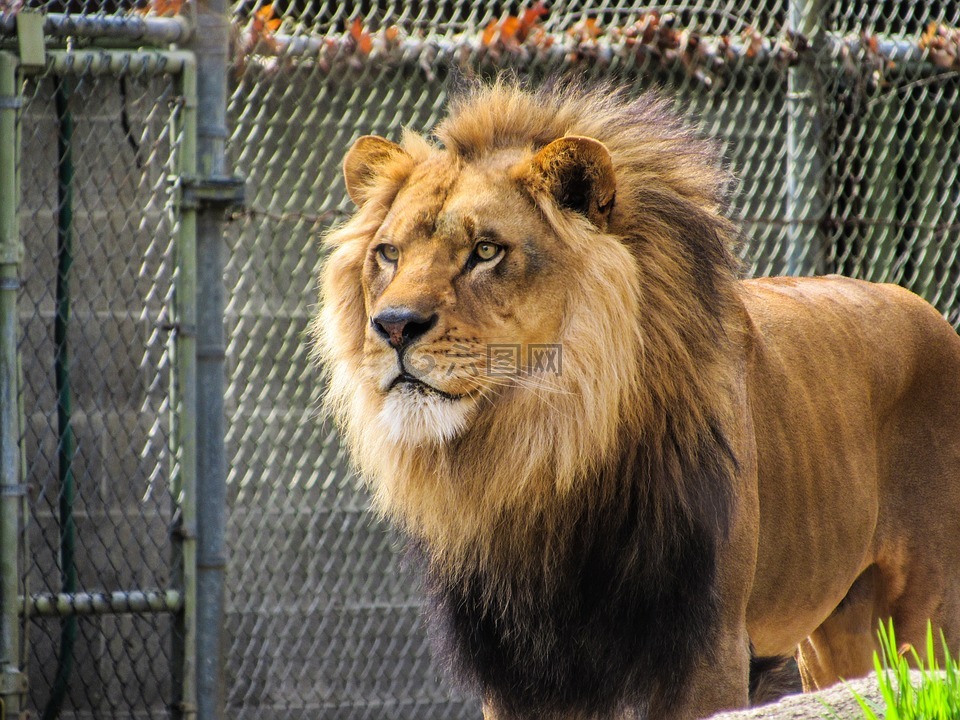 狮子,动物园,动物园里的动物