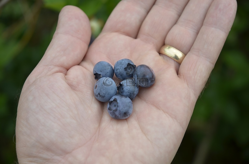 蓝莓,挑选新鲜的水果,特写