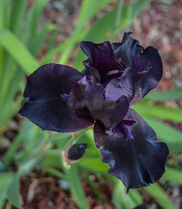 黑,紫色,鸢尾花