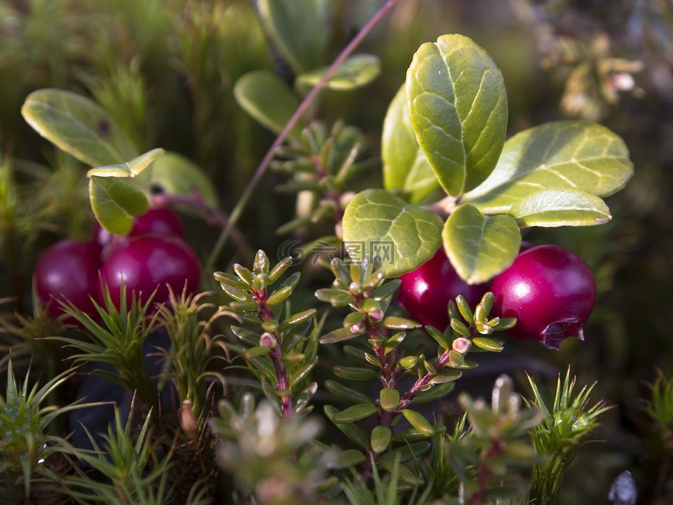 小红莓,heather,挪威自然