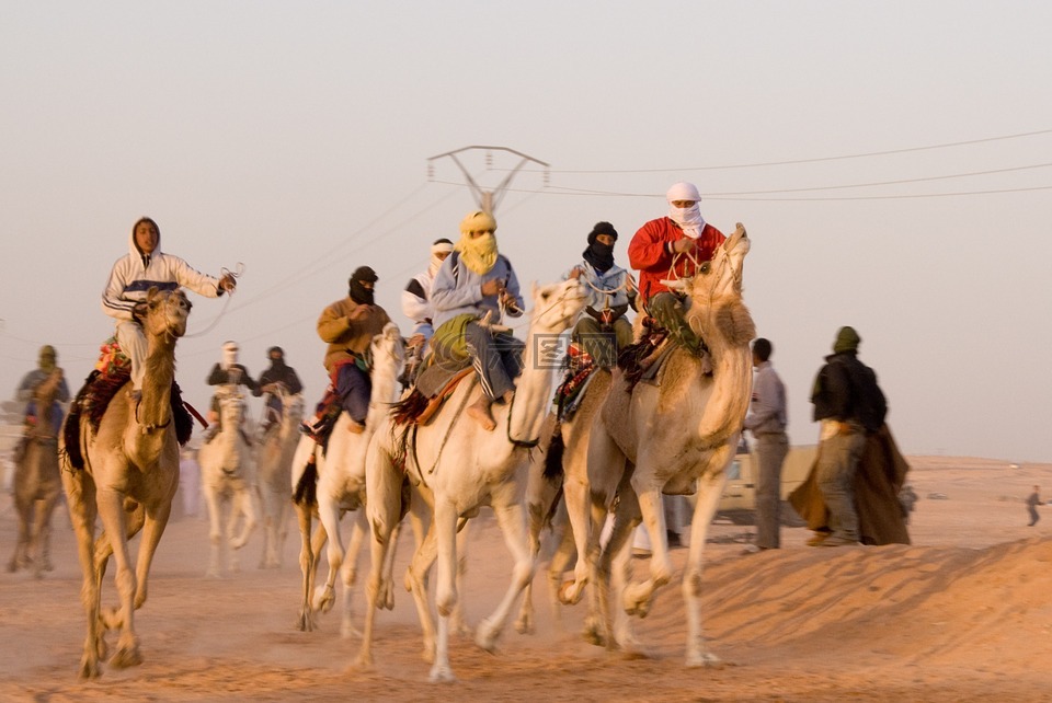 骆驼,比赛,阿尔及利亚