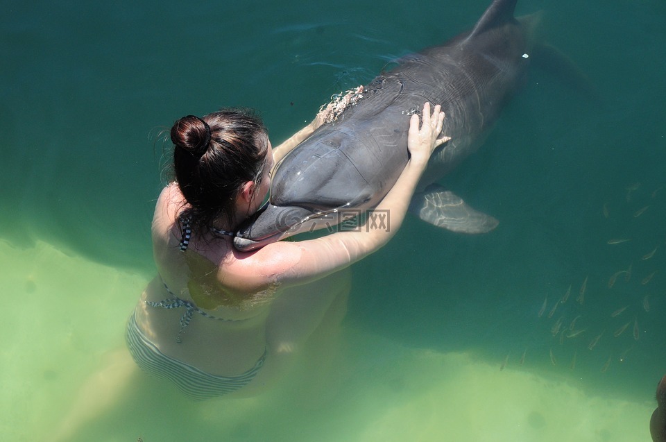 海豚,爱,水