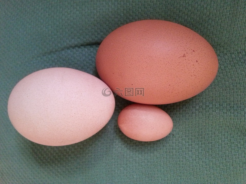 蛋,尺寸,胚芽