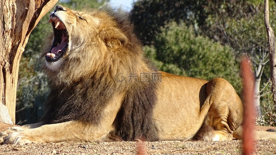 狮子,狮子的咆哮,大猫
