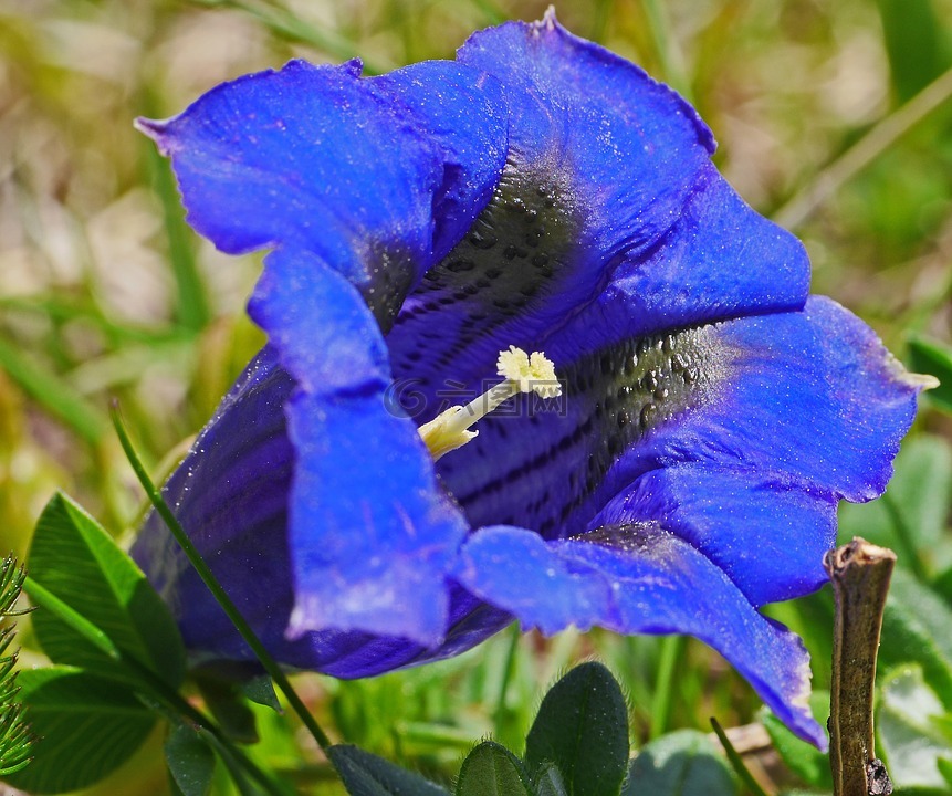 高山花卉,龙胆,蓝色