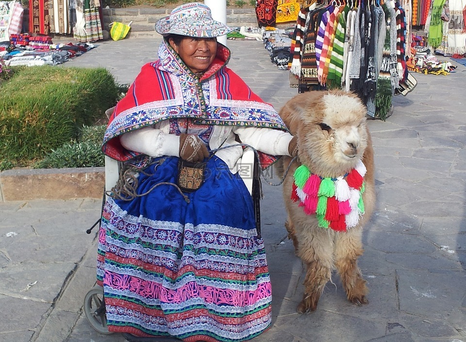 秘鲁,奇瓦伊,羊驼