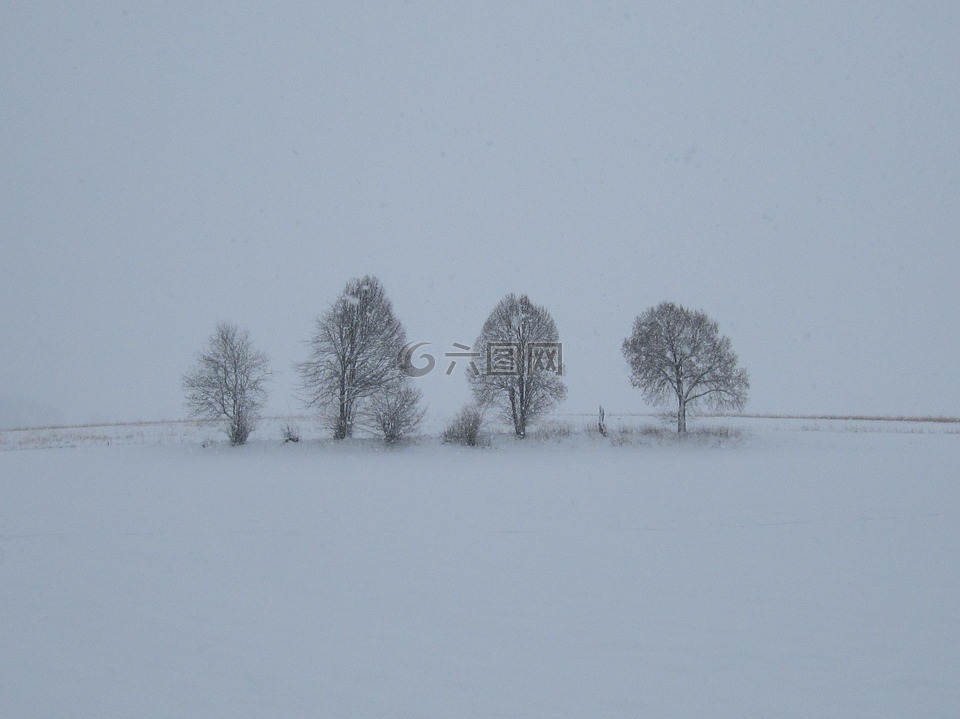 雾,雪,树木
