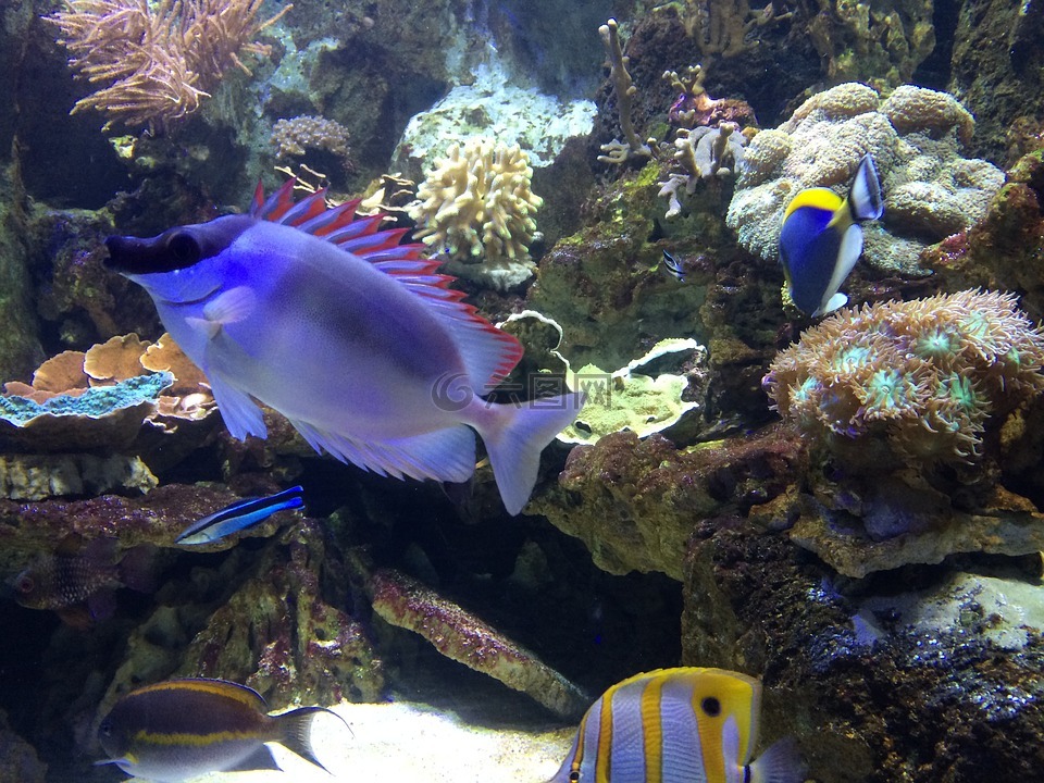 鱼,水族馆,海底世界