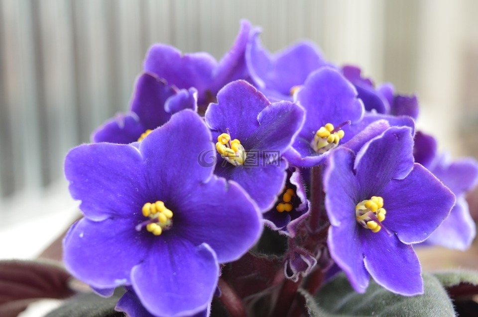 花卉,紫,美容