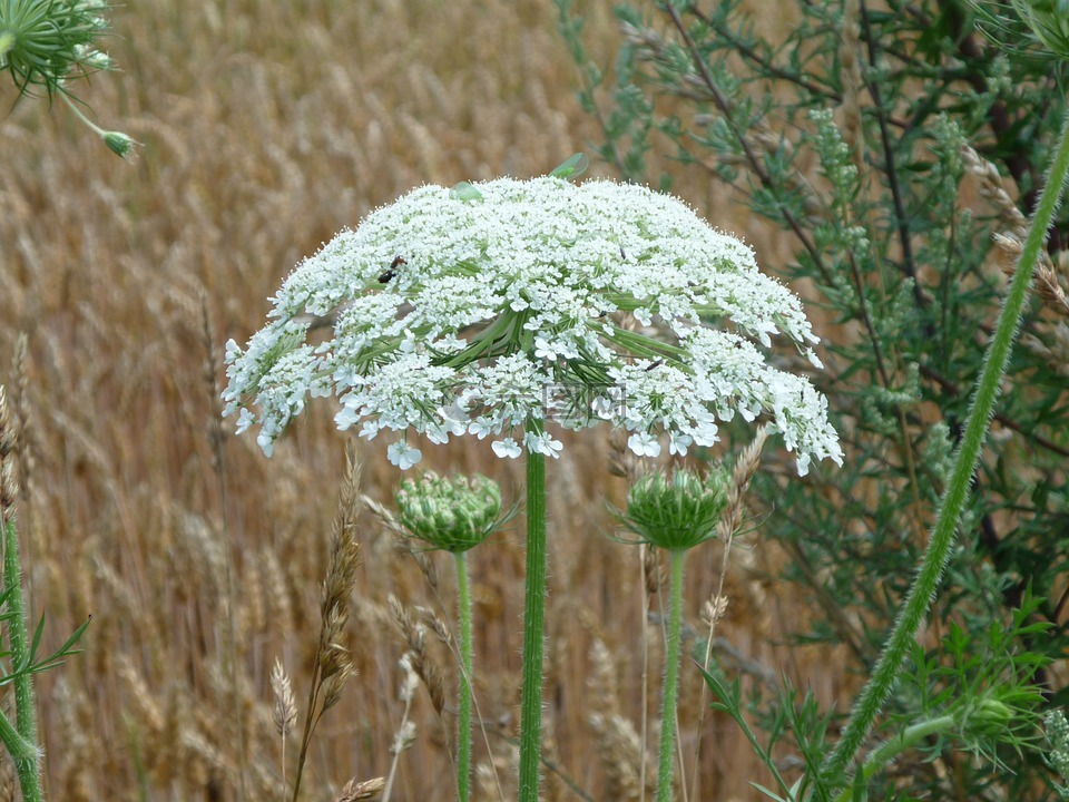 大力士药草,巨人hogweed,hogweed