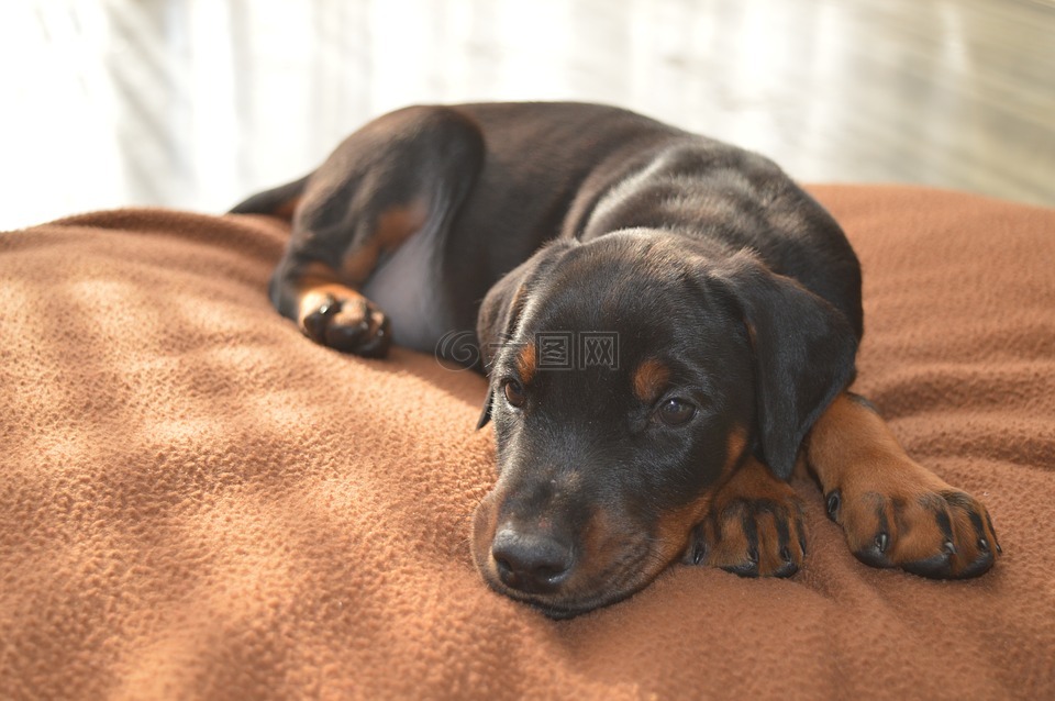杜宾犬,狗,动物