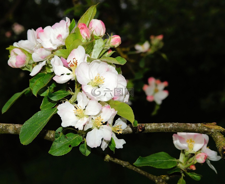苹果树,苹果树花,春天