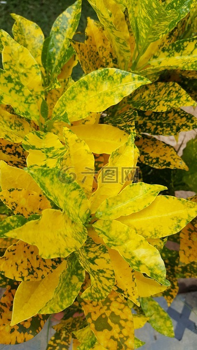 植物,黄色,黄色的花
