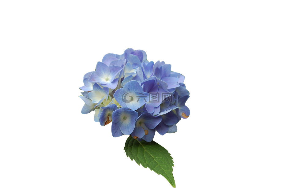 花,蓝色,绣球花