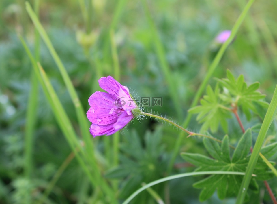 野花,粉红色,开花