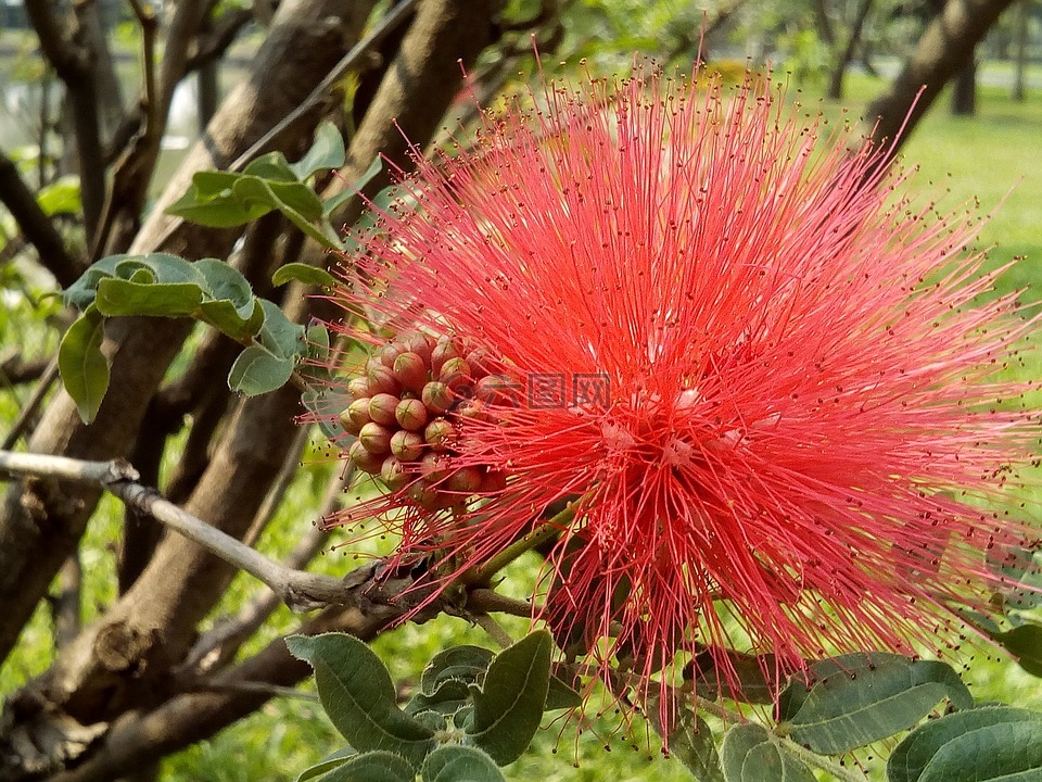 泰国花,流苏花春景响度单位,红色的花朵