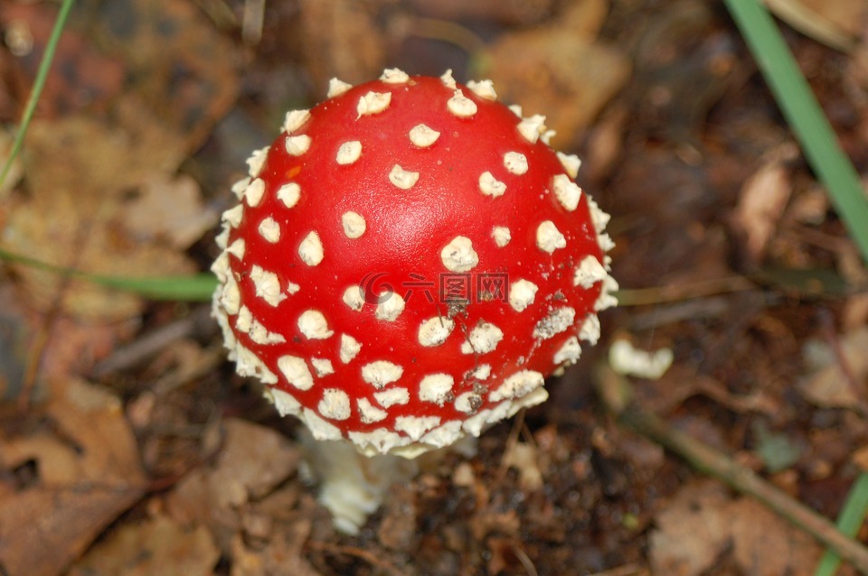 蘑菇,林,秋天的颜​​色