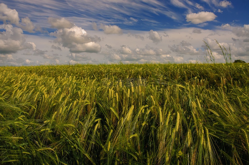 金色的原野,大麦,农业