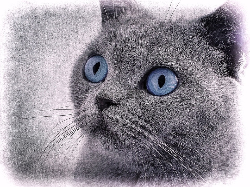 猫,猫画,蓝色的眼睛