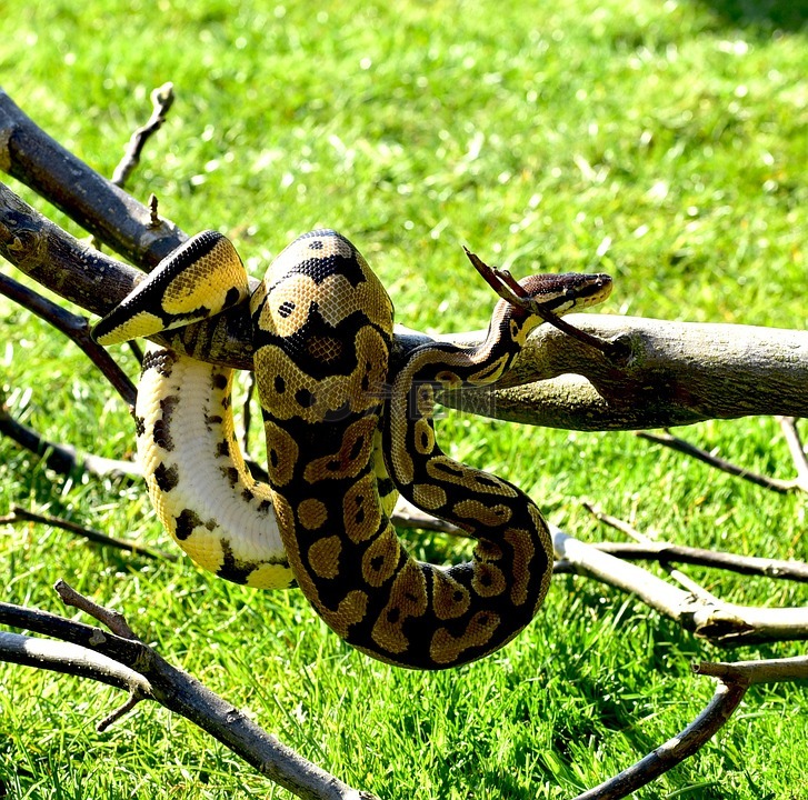 蛇,python,球 python