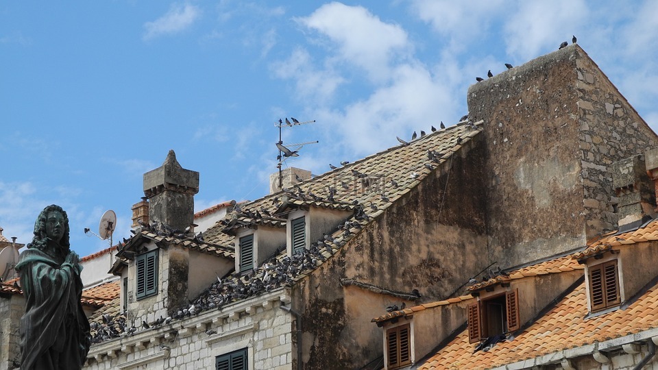 屋顶,鸽子,山墙
