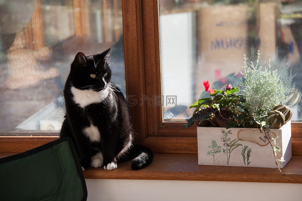 猫,窗台,窗口