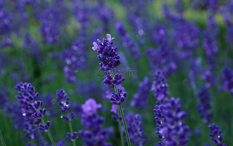熏衣草,雨,紫色的蓝色小花