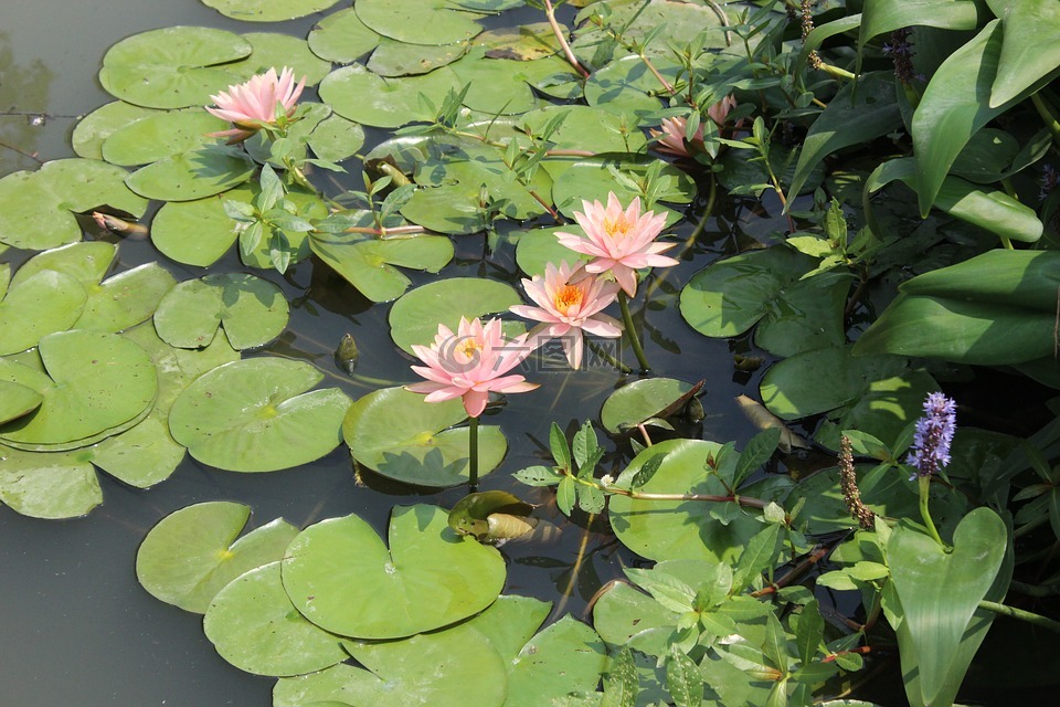 池塘,花,植物