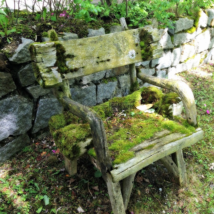 木椅苔藓,苔,木椅