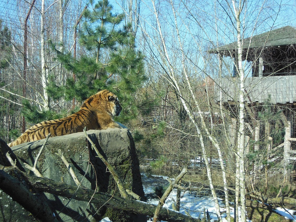 西伯利亚虎,捕食者,濒临绝种的动物