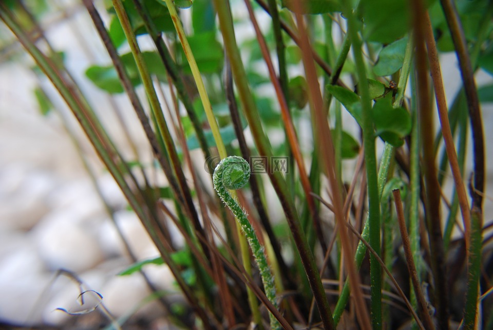 蕨类植物,植物,绿色