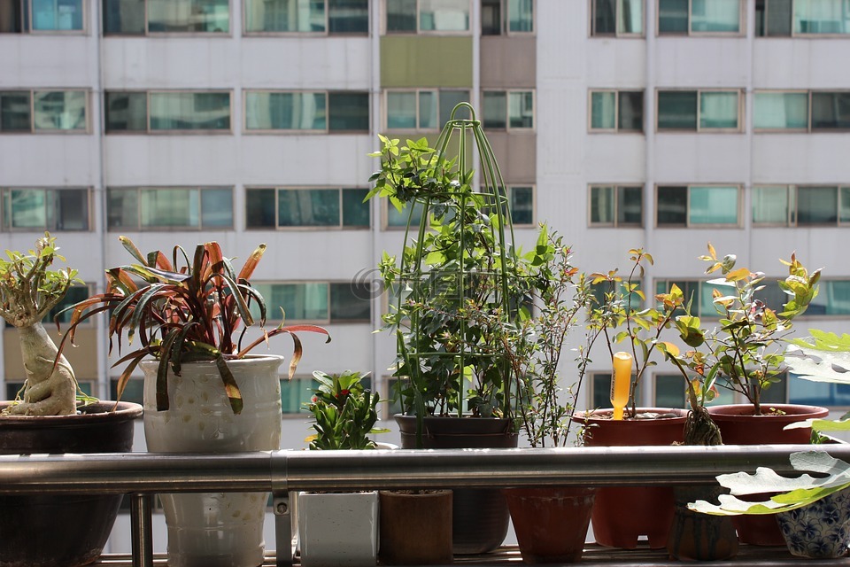 盆栽的植物,公寓,阳台