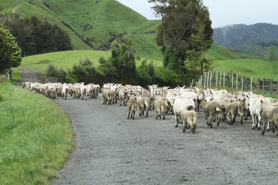 新西兰,羊,道路被阻止