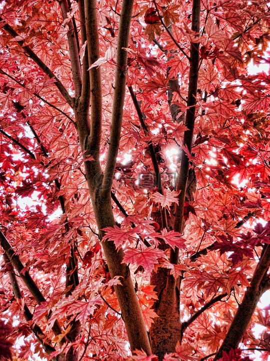 秋,秋天的树叶,红叶
