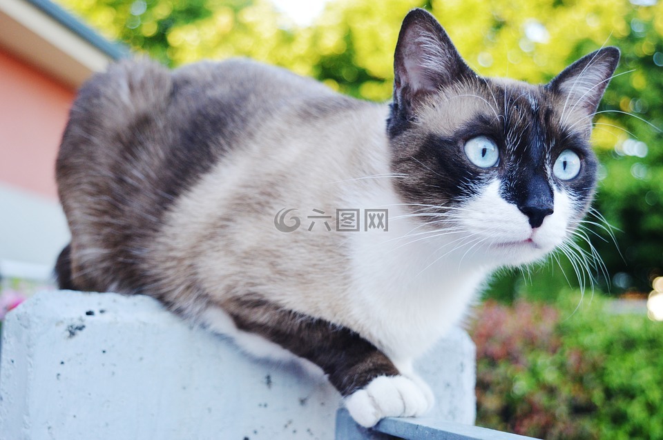 猫咪,眼睛,蓝色