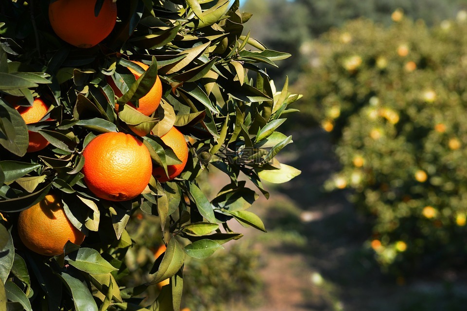 橙色,水果,树