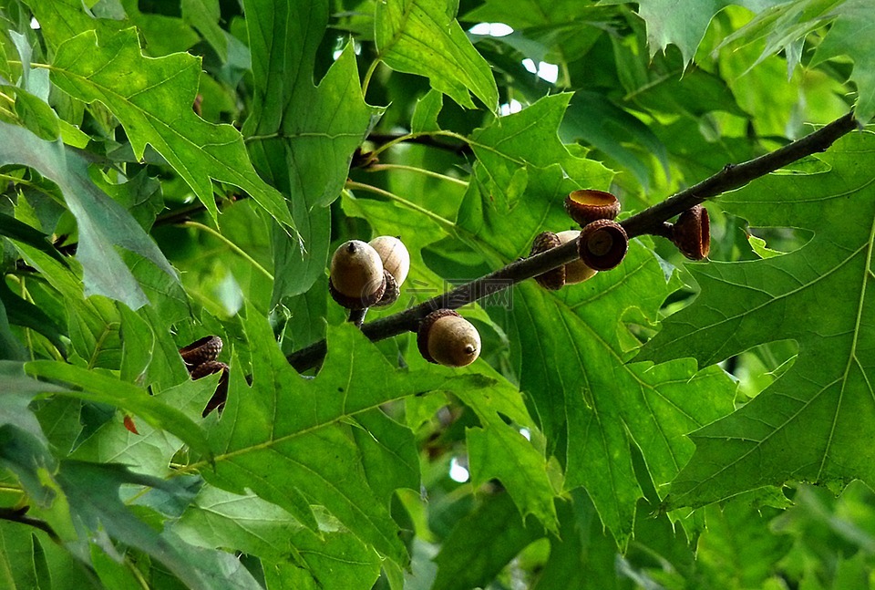 橡子橡樹性質