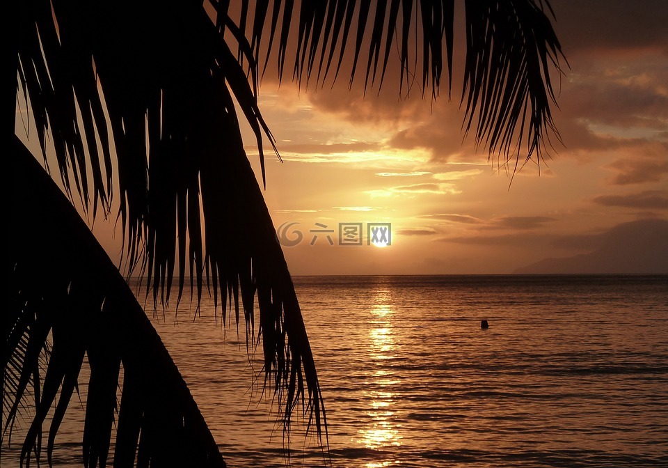 日落,棕榈树,海滩