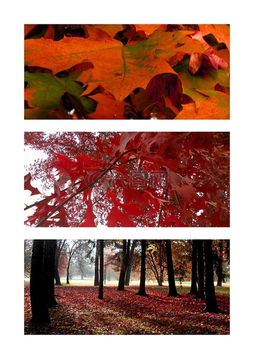 秋,红,叶子