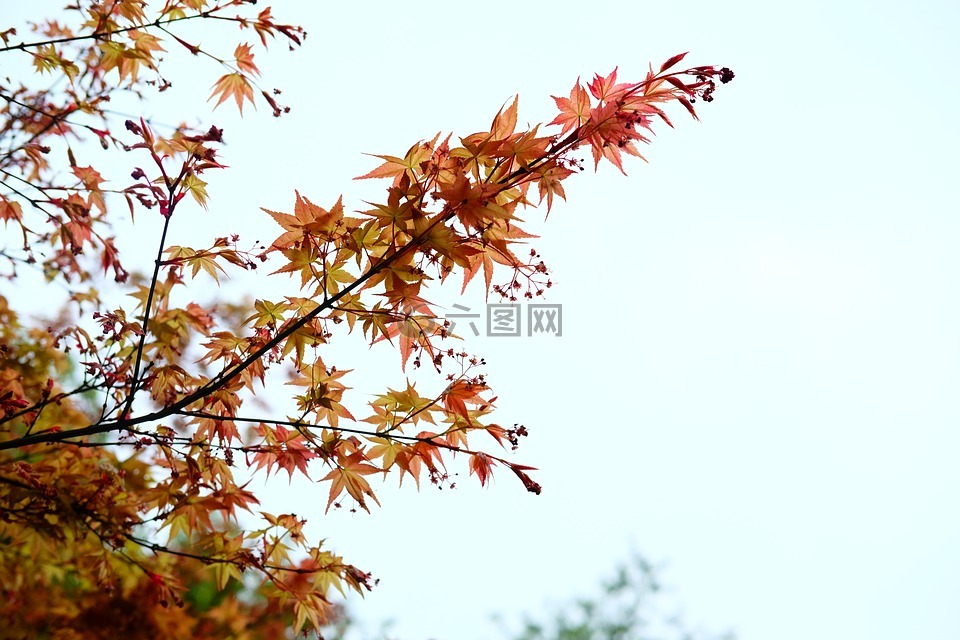 鸡爪槭,枫叶,红叶