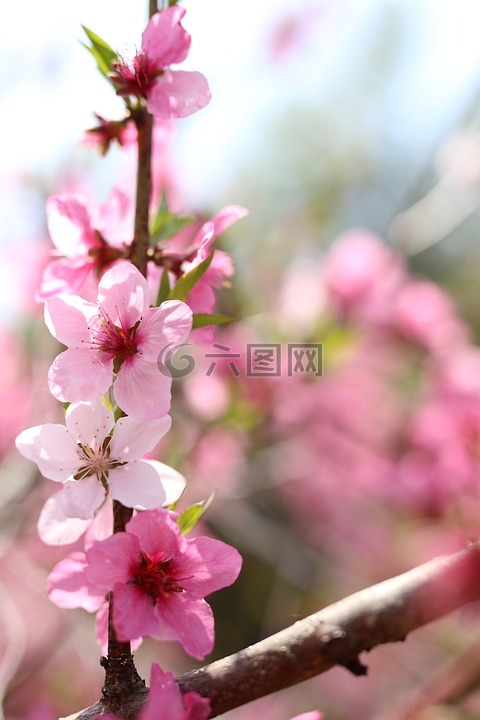 桃花开,春天的花朵,粉红色的花